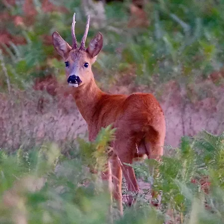 Les De Lara * Ménesplet