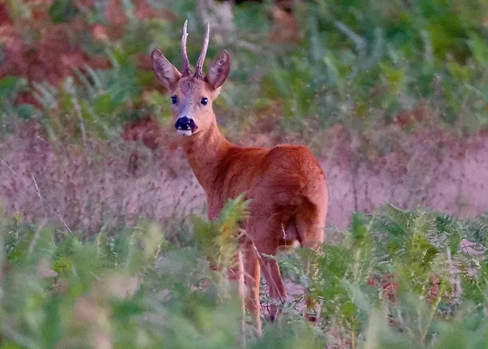 Les De Lara * Ménesplet